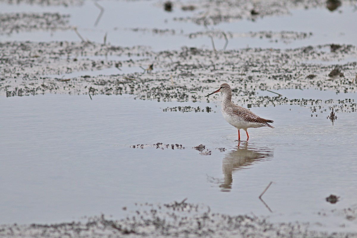 Spotted Redshank - ML617702267