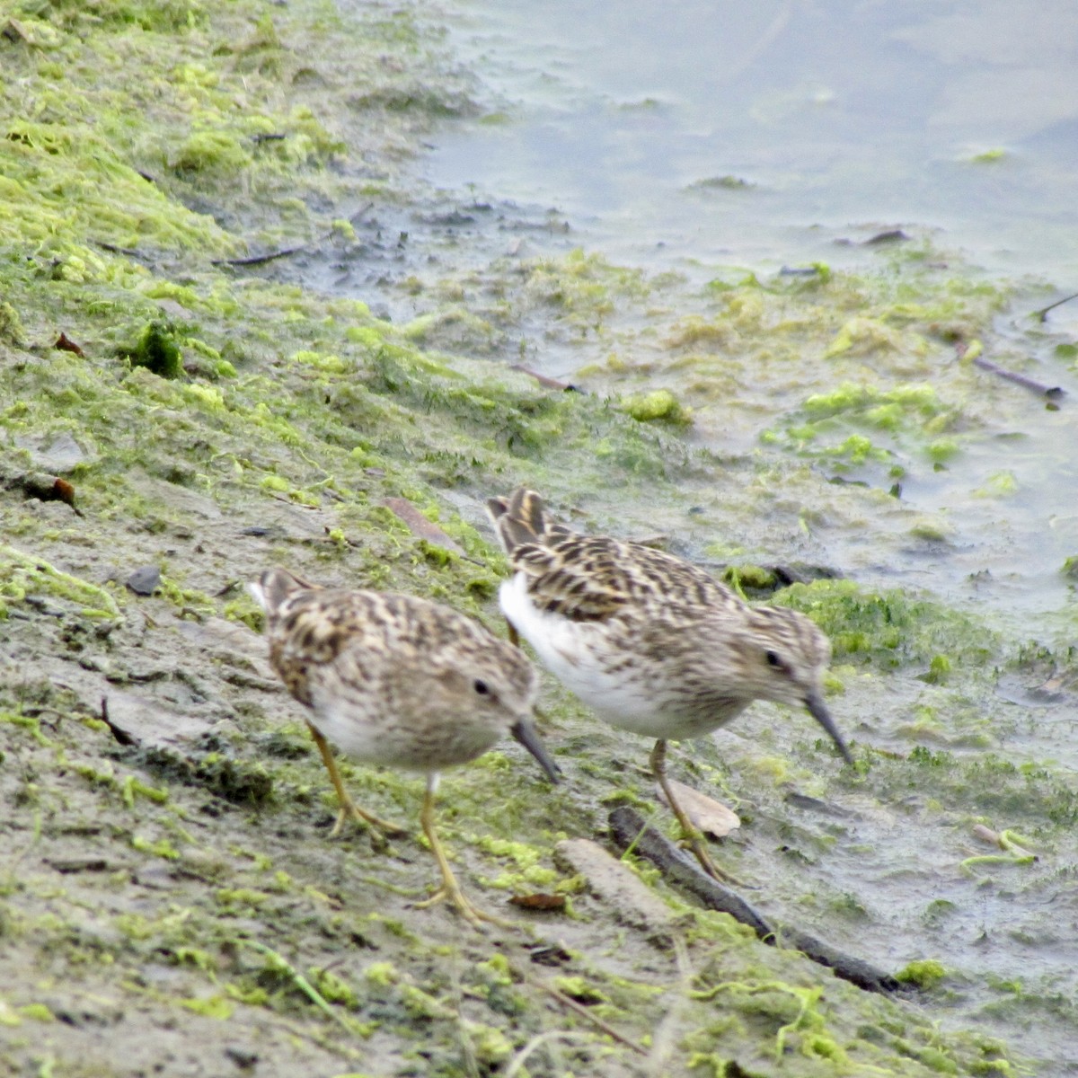 Least Sandpiper - ML617702273