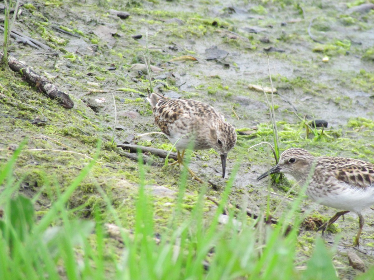 Least Sandpiper - ML617702274