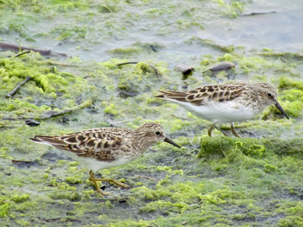 Least Sandpiper - Jacobo Treto