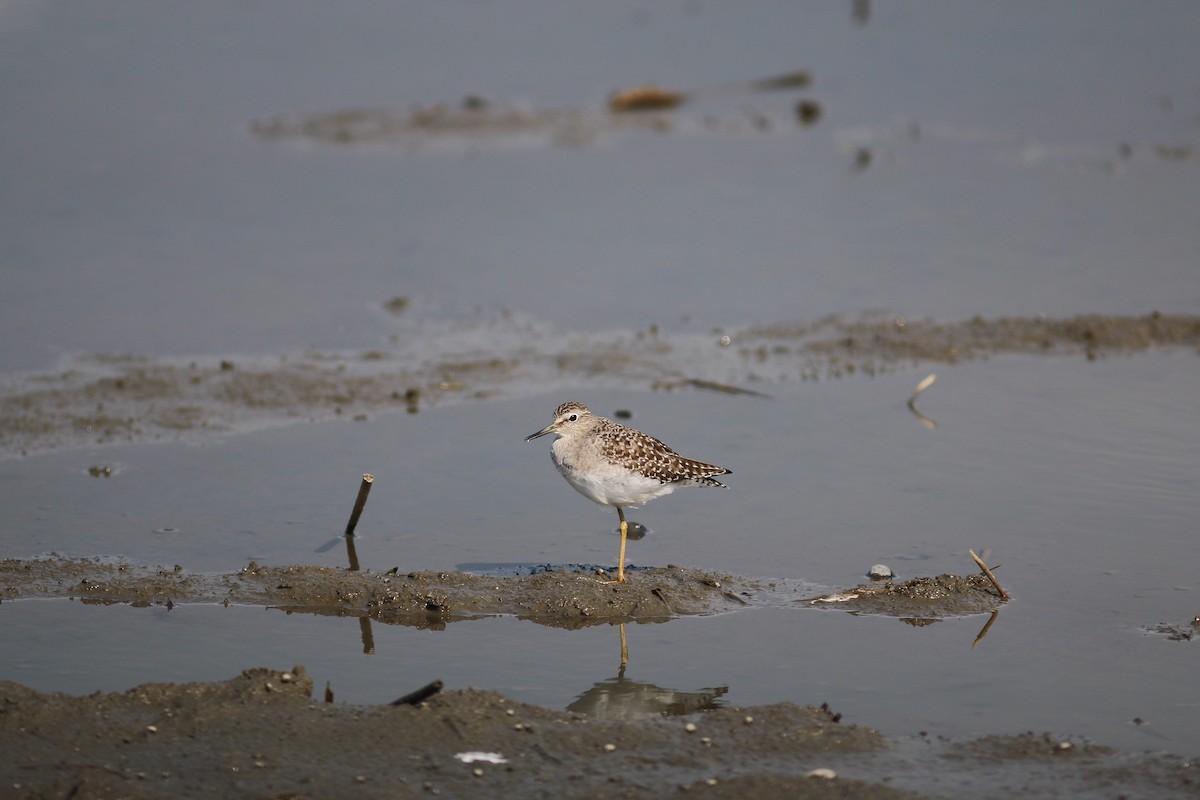 Wood Sandpiper - ML617702285