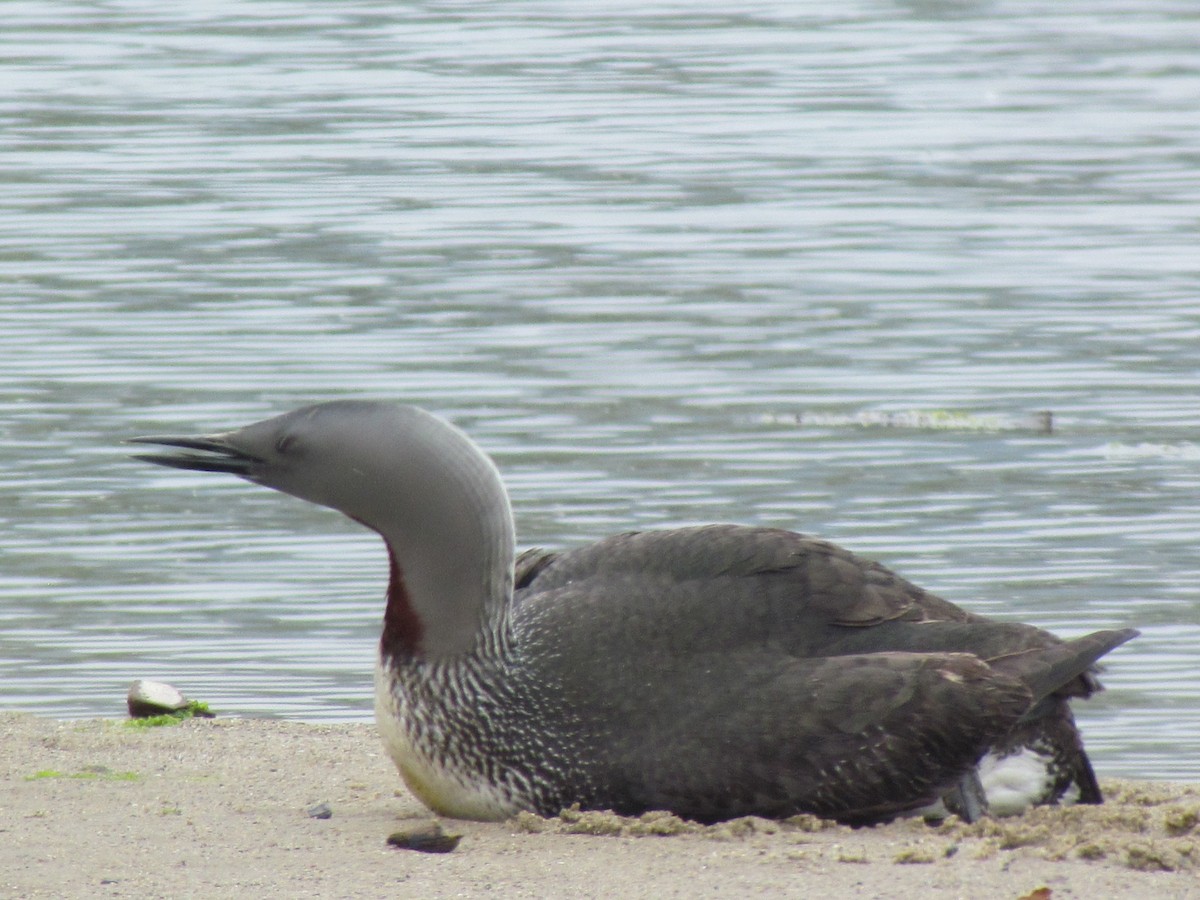 Red-throated Loon - ML617702312