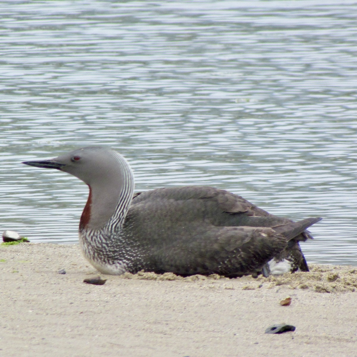 Red-throated Loon - ML617702313
