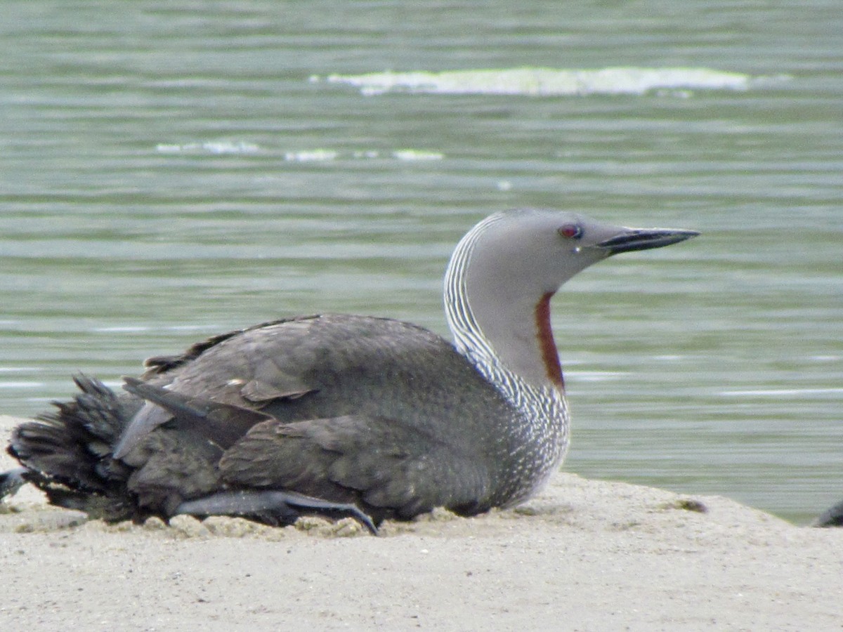 Red-throated Loon - ML617702314
