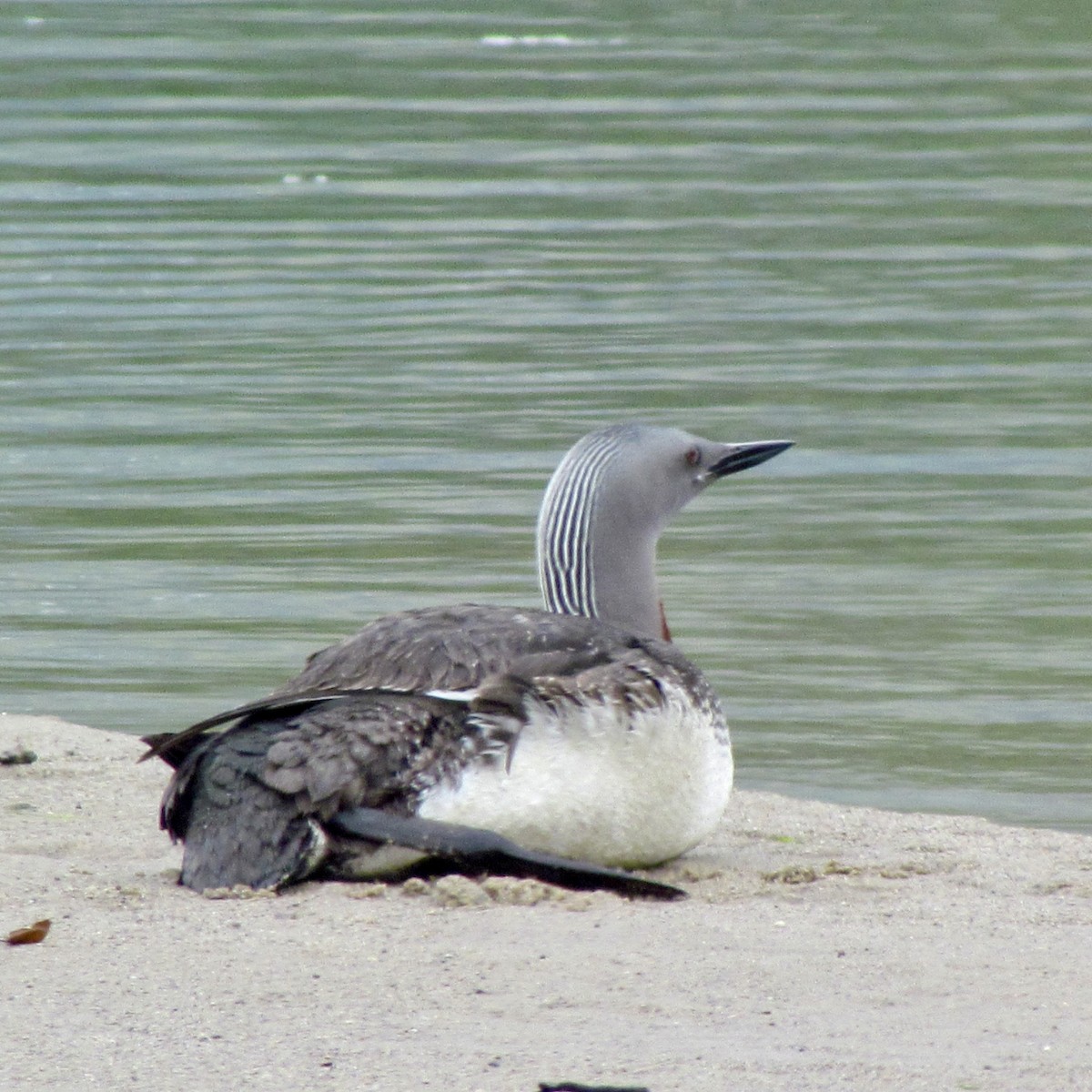 Red-throated Loon - ML617702317