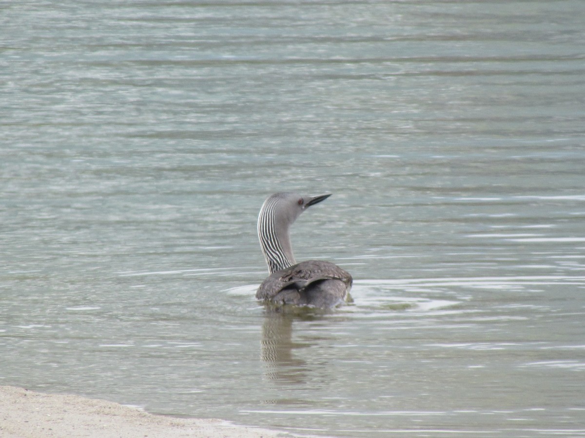 Red-throated Loon - ML617702318