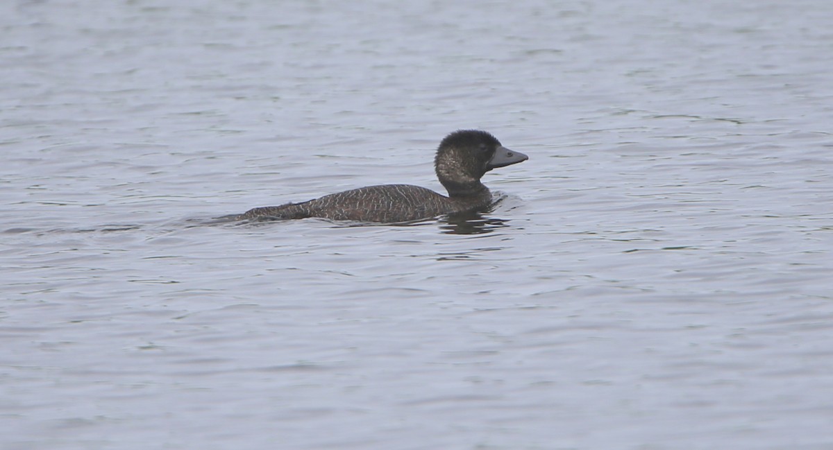 Musk Duck - ML617702329