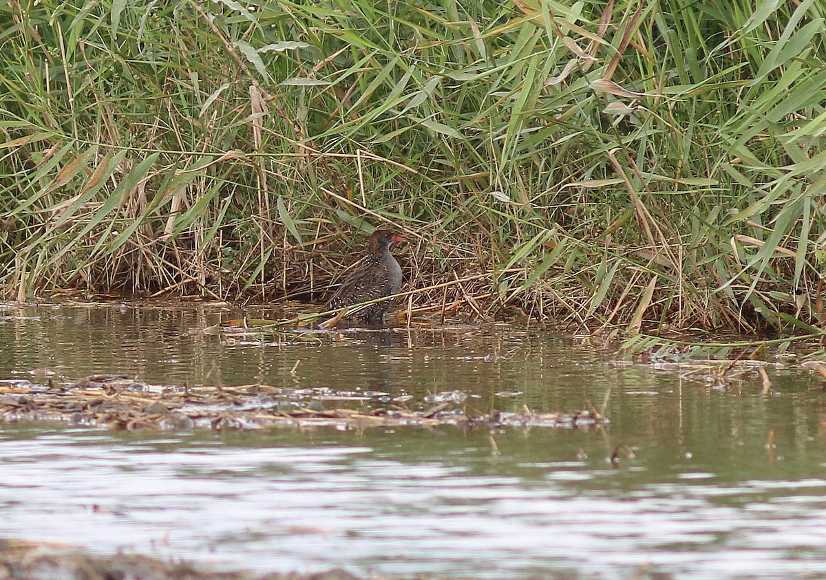 Slaty-breasted Rail - ML617702331