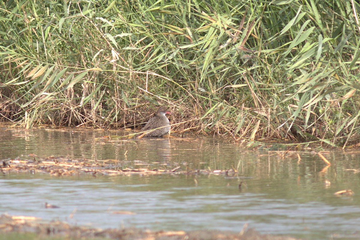 Slaty-breasted Rail - ML617702332