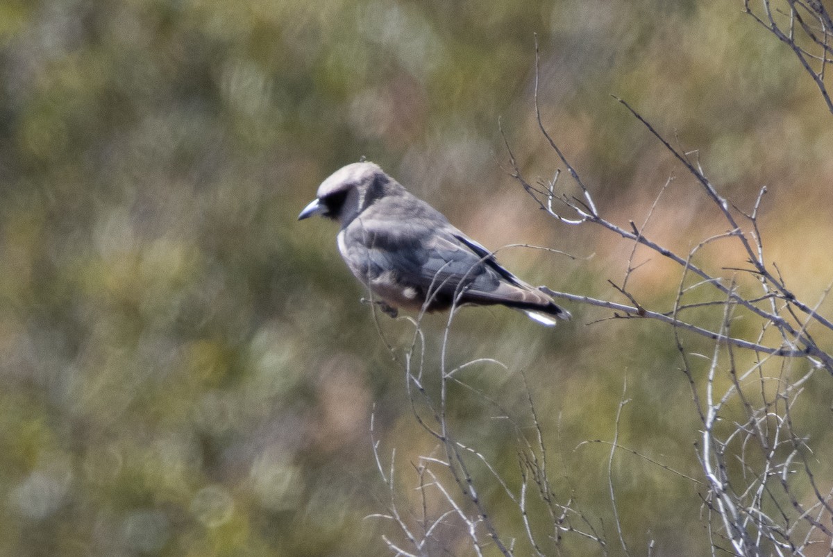 Black-faced Woodswallow - ML617702339