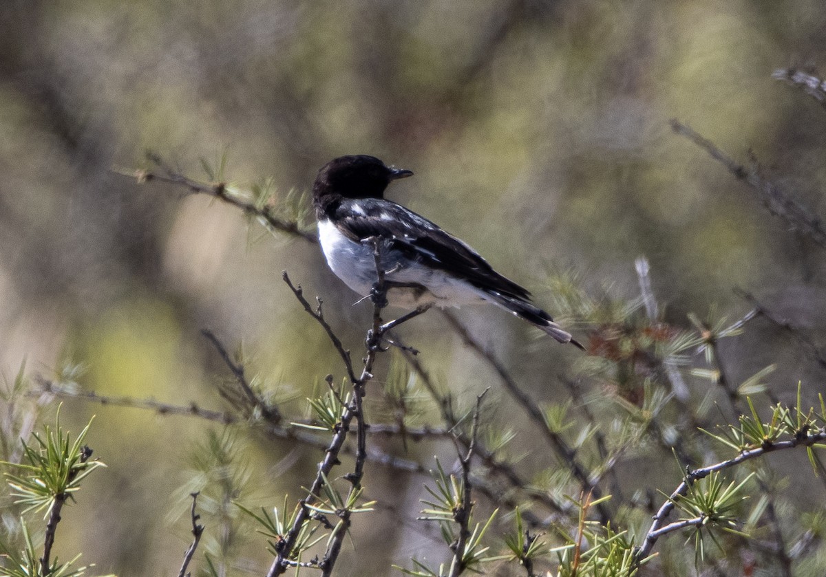 Hooded Robin - Mitch Rose