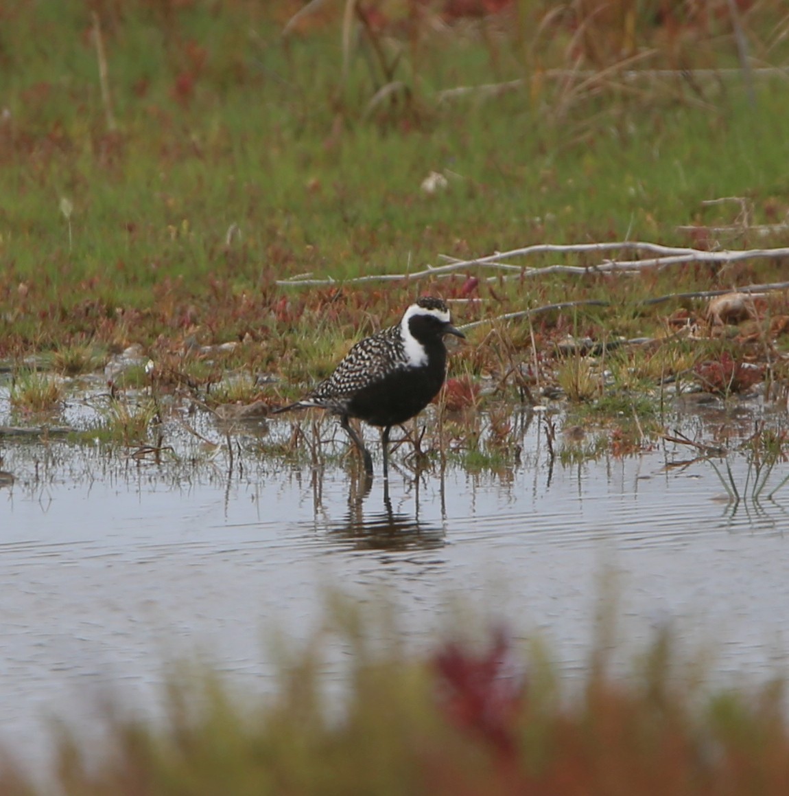 American Golden-Plover - Philip Peel