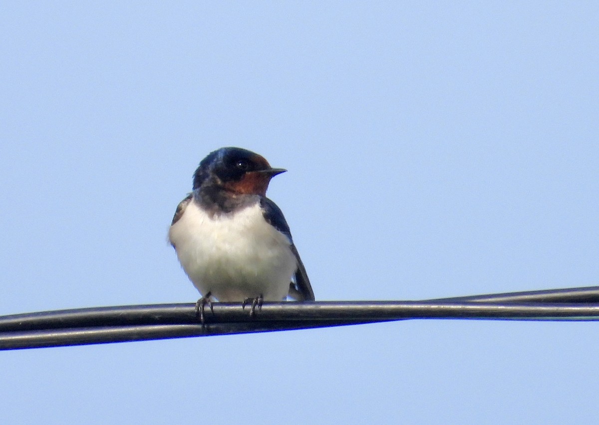 Barn Swallow - ML617702353