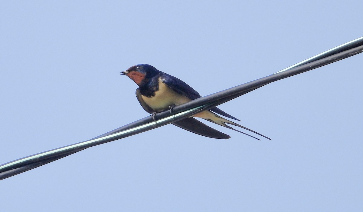 Barn Swallow - ML617702354