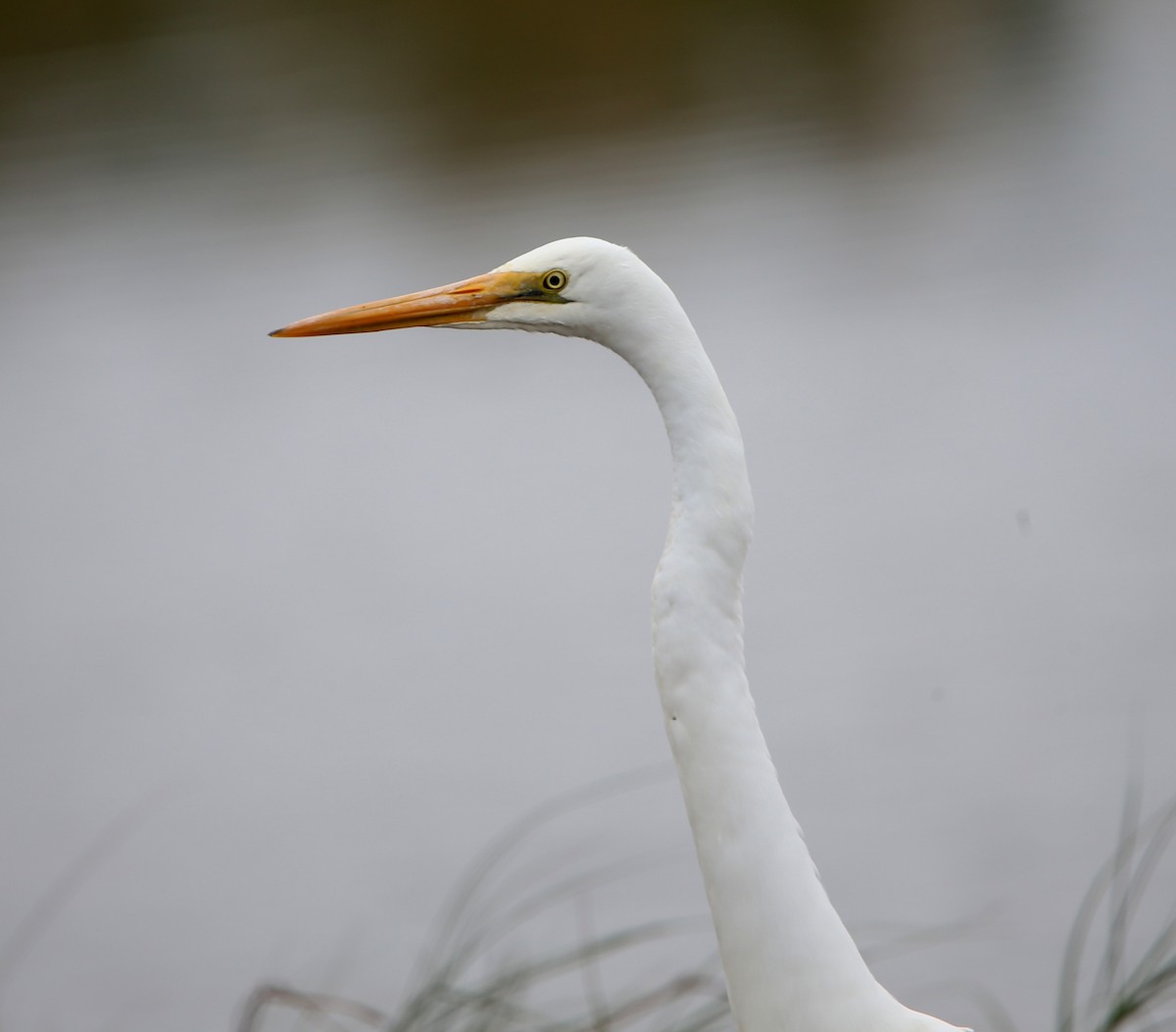 Great Egret - ML617702364