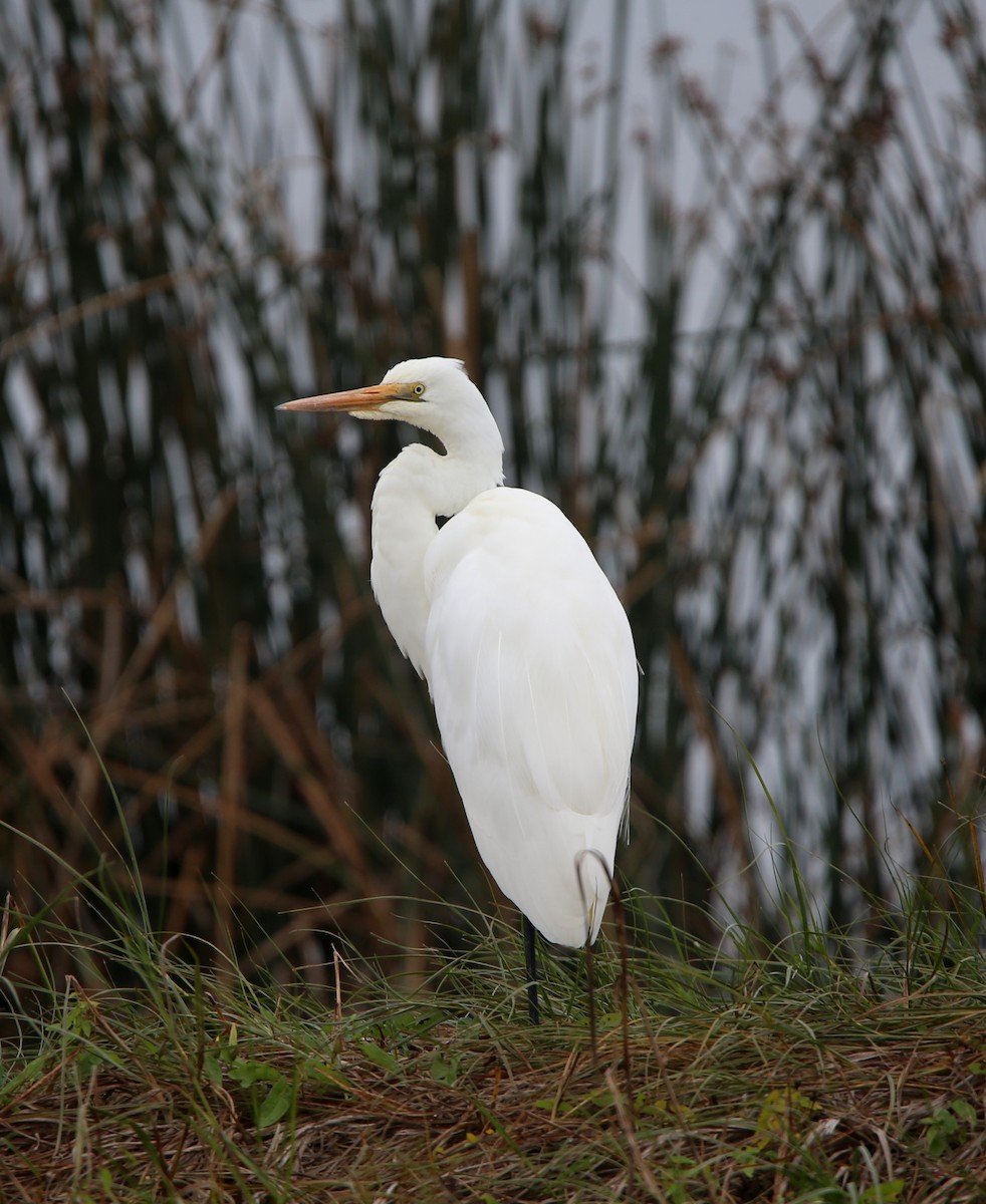 Great Egret - ML617702365