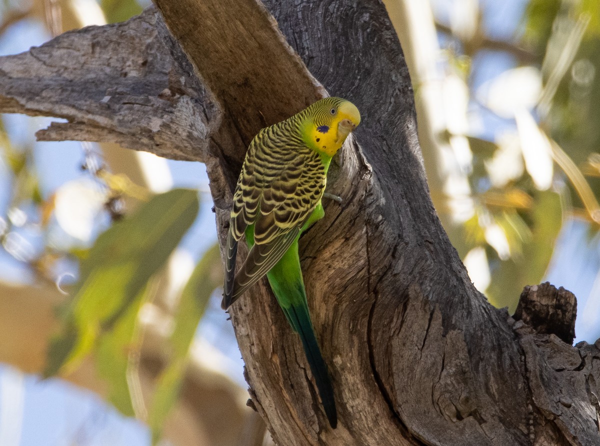 Budgerigar - Mitch Rose