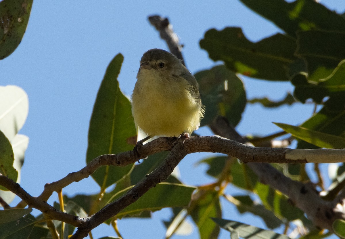 Weebill - ML617702400