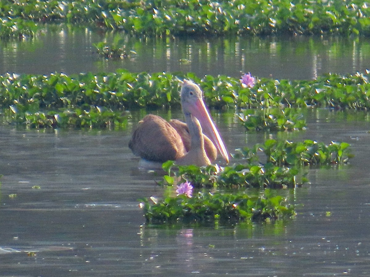 Spot-billed Pelican - ML617702406