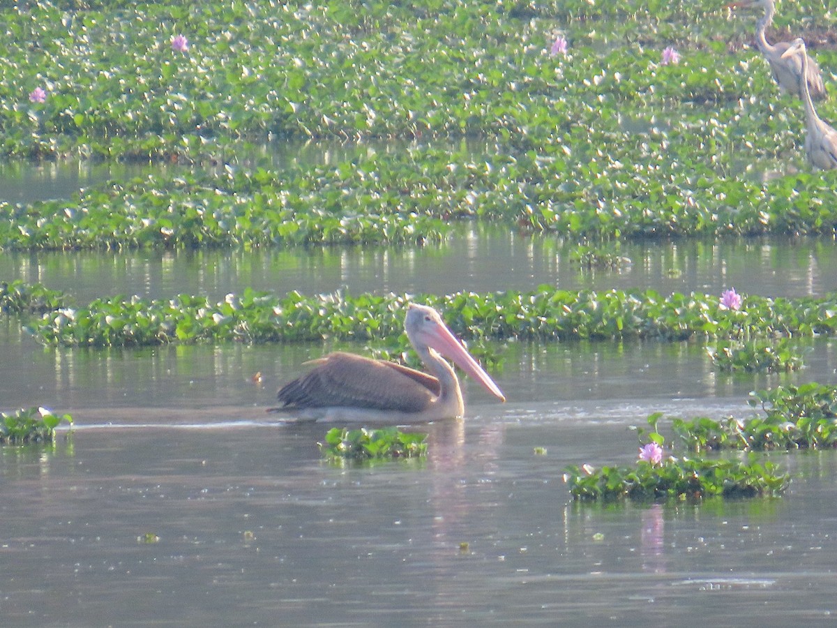 Spot-billed Pelican - ML617702408