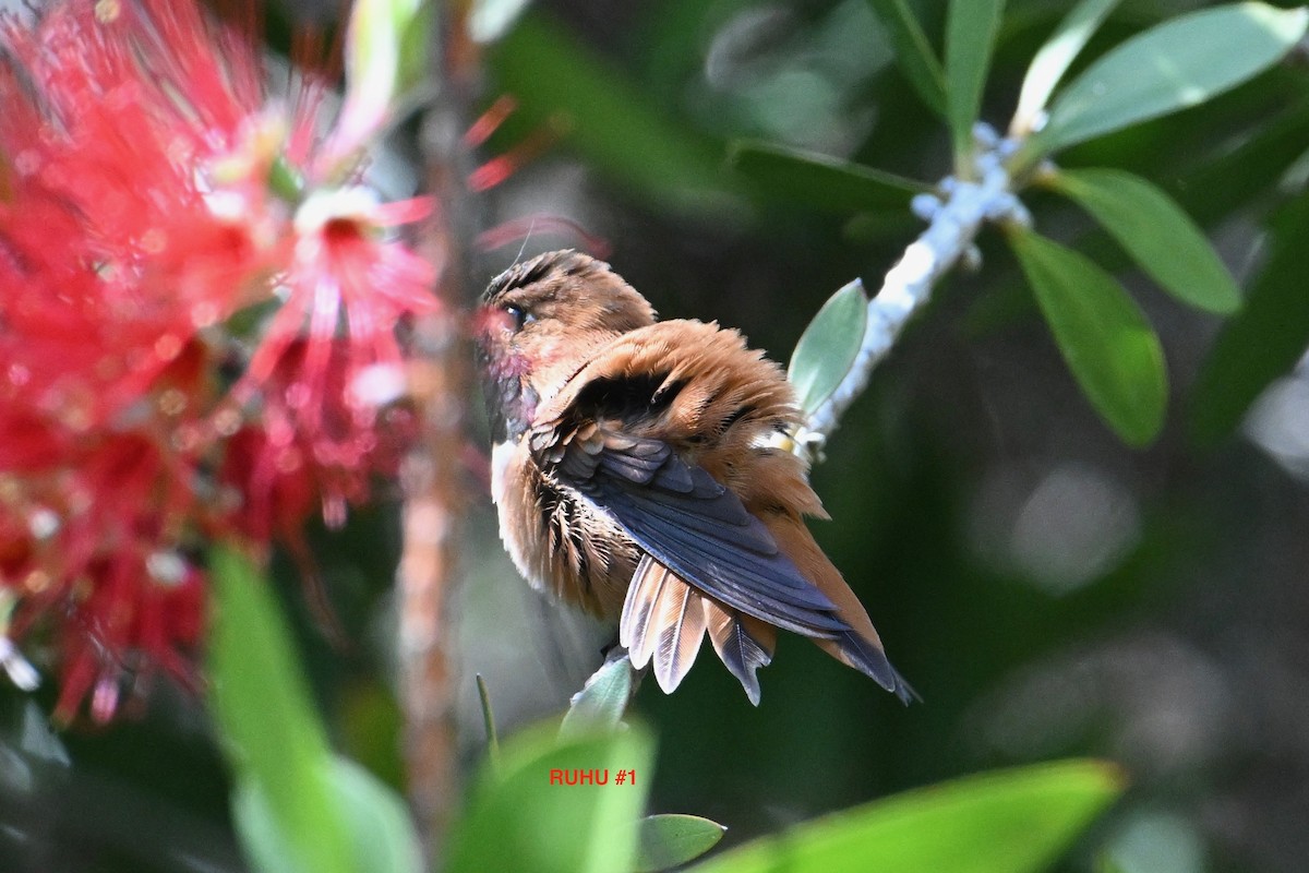 Rufous Hummingbird - ML617702409