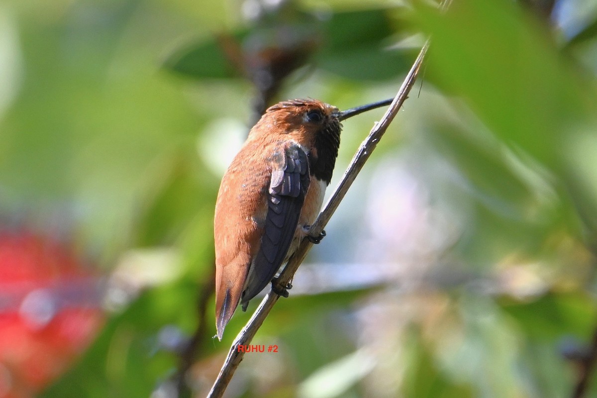 Rufous Hummingbird - ML617702410