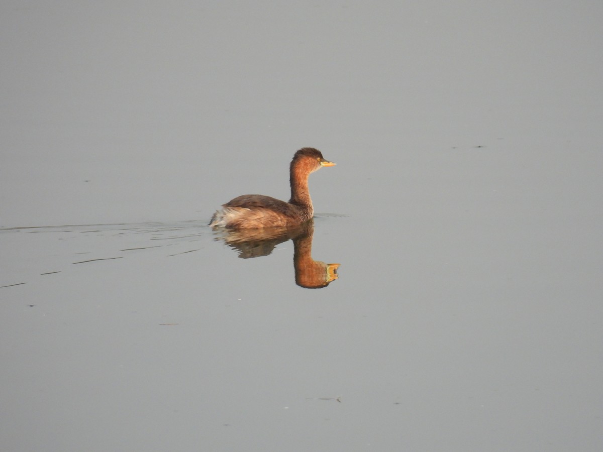 Little Grebe - Murari Varma