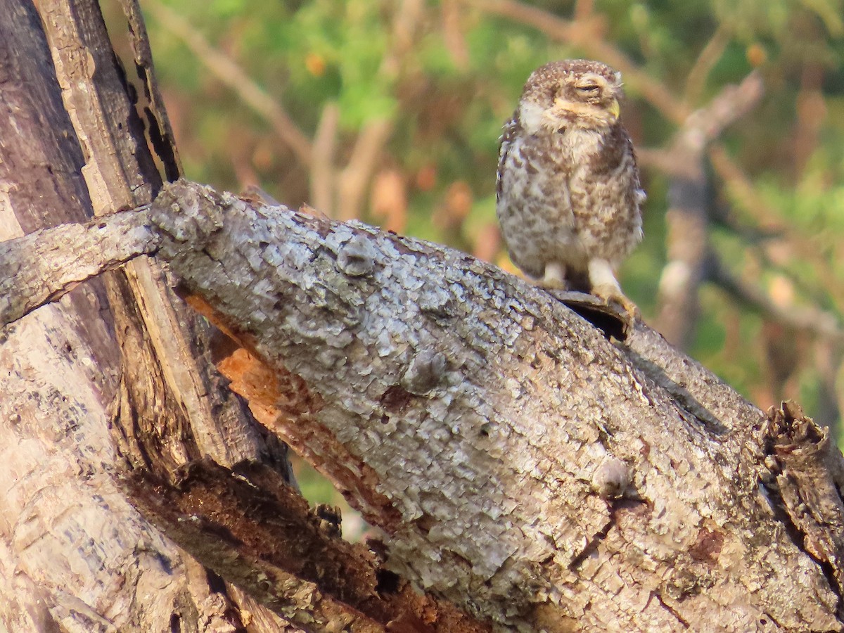 Spotted Owlet - ML617702412
