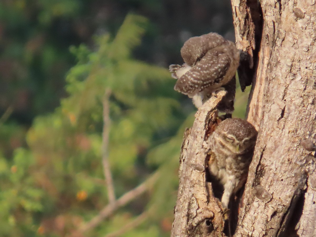 Spotted Owlet - ML617702413