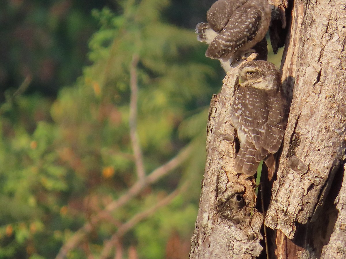 Spotted Owlet - ML617702414