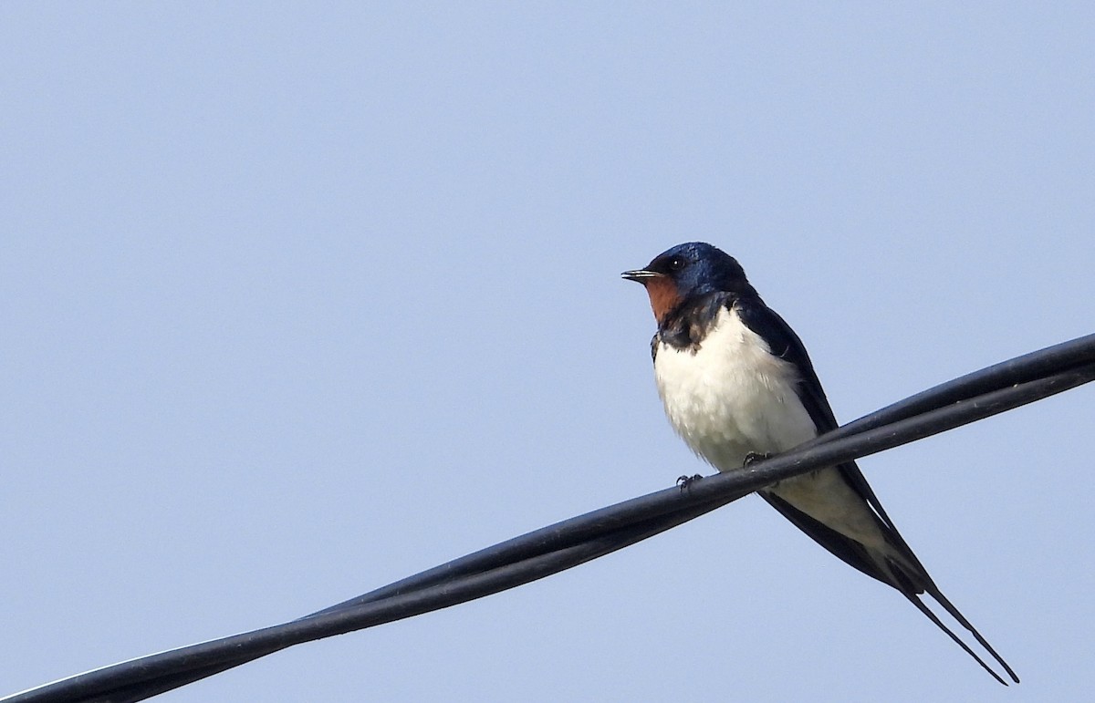 Barn Swallow - ML617702418