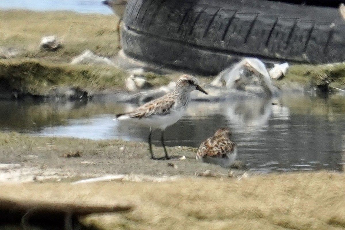 Semipalmated Sandpiper - ML617702437