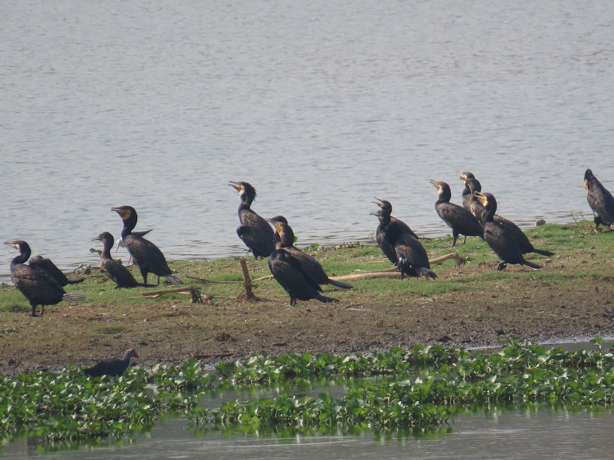 Great Cormorant - ML617702449