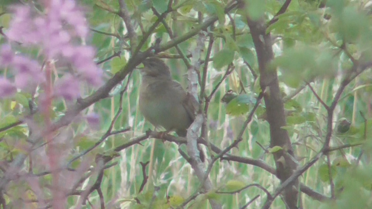 Common Grasshopper Warbler - ML617702462