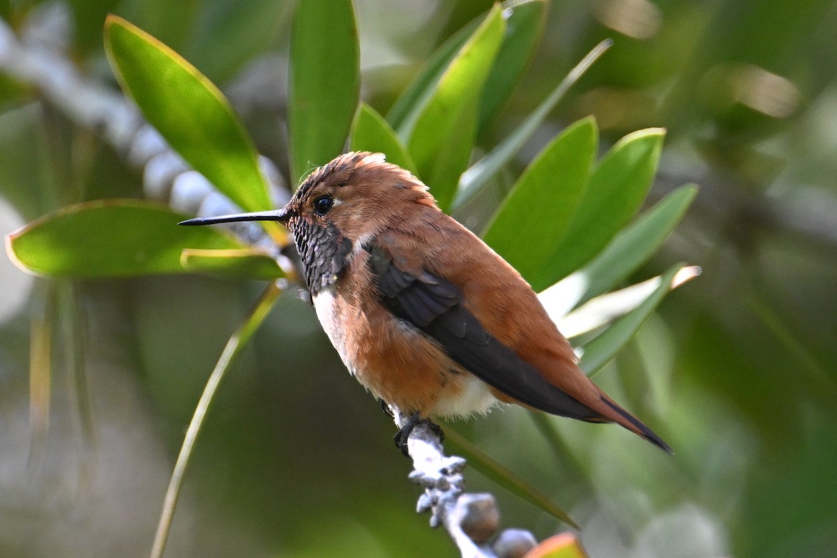 Rufous Hummingbird - John Dumlao