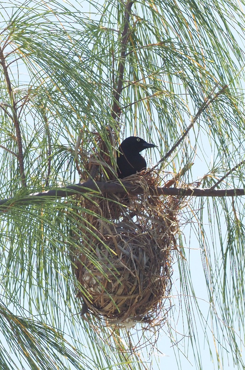 Carib Grackle - Rosario Douglas