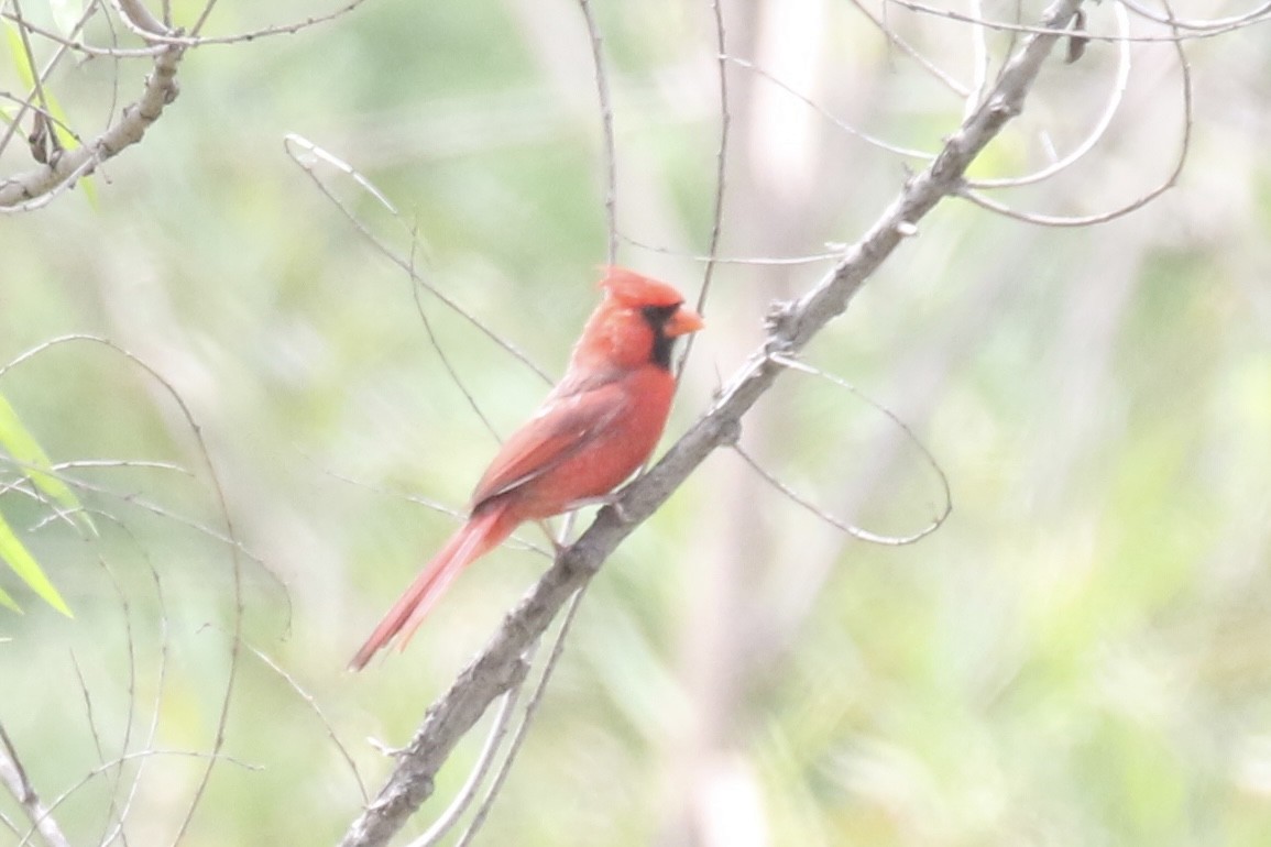 Cardinal rouge - ML617702510