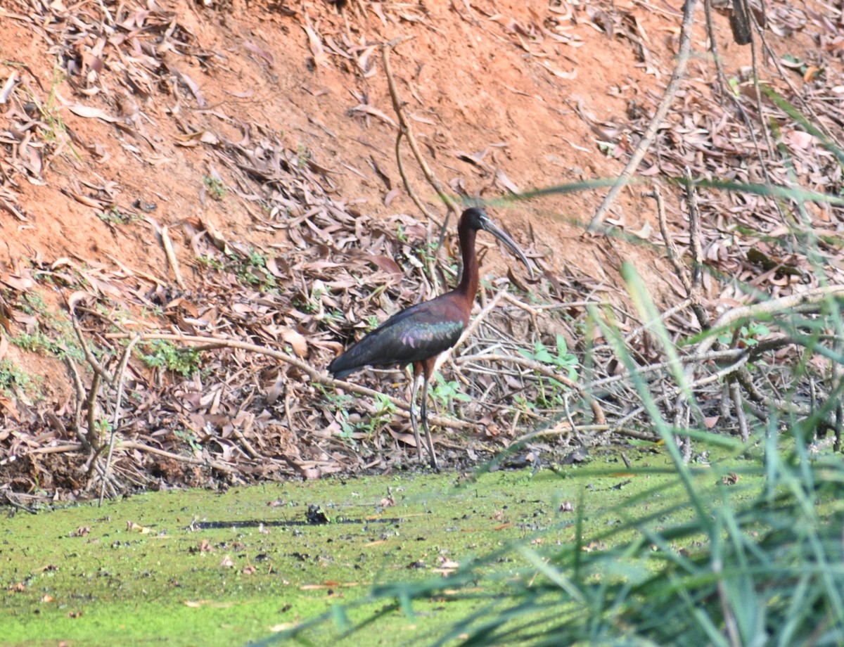 ibis hnědý - ML617702531