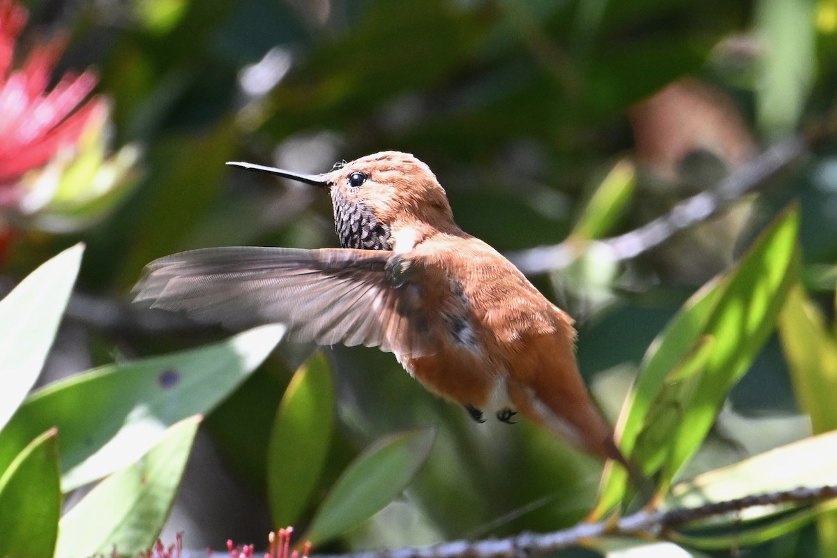Rufous Hummingbird - ML617702535