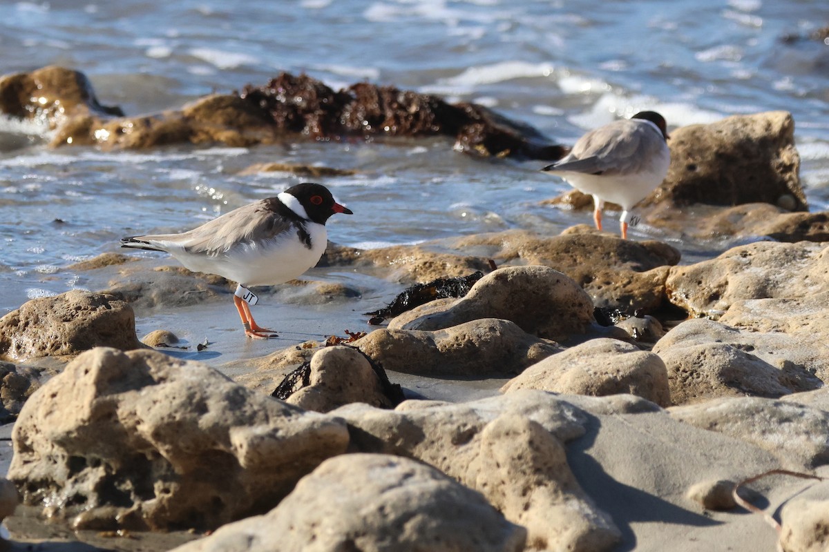 Hooded Plover - ML617702539