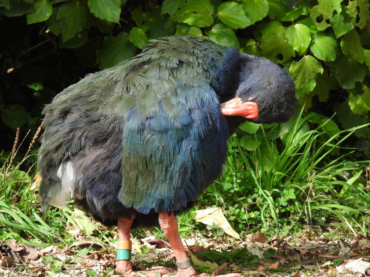 South Island Takahe - L. Burkett