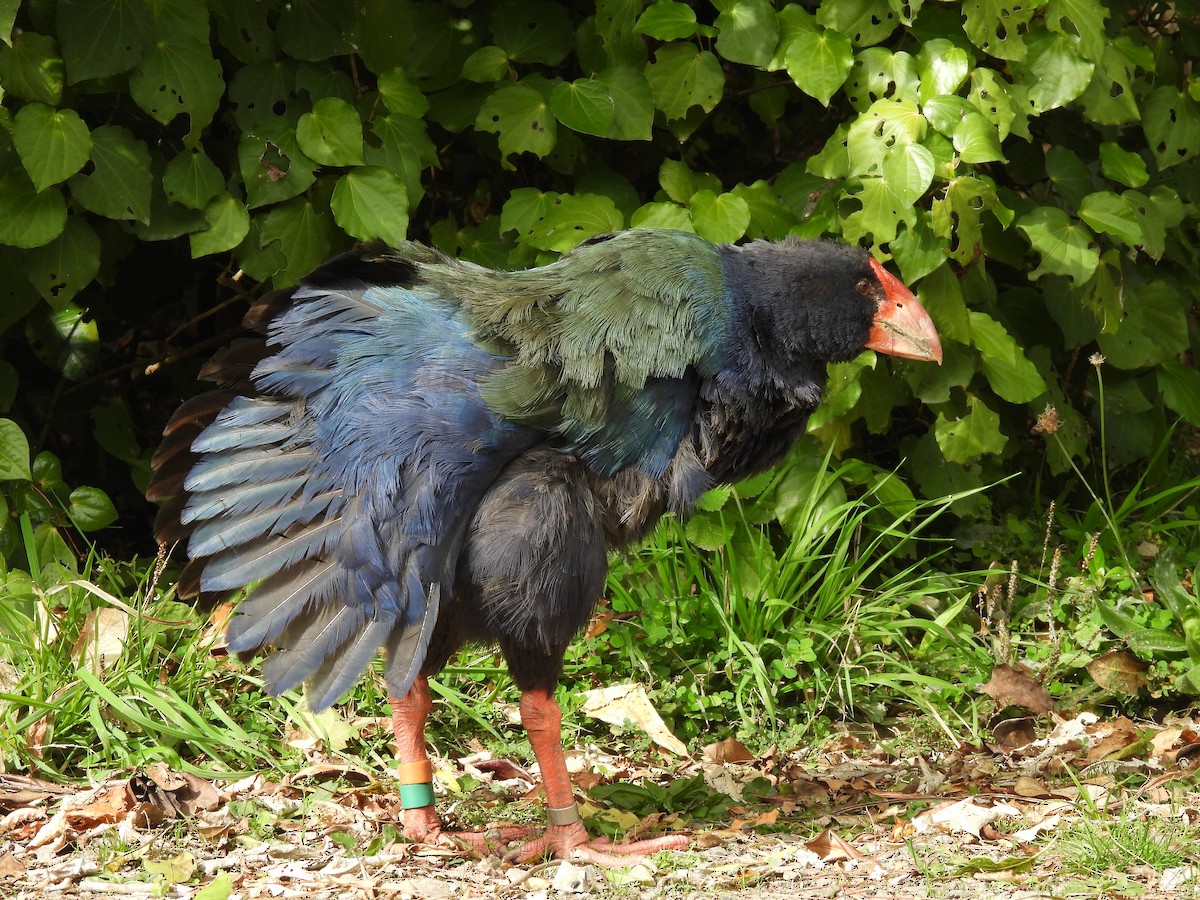 South Island Takahe - L. Burkett