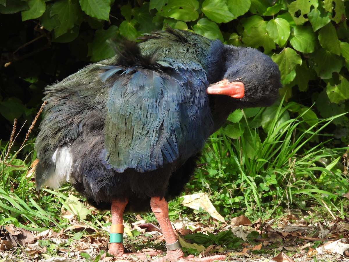 South Island Takahe - L. Burkett