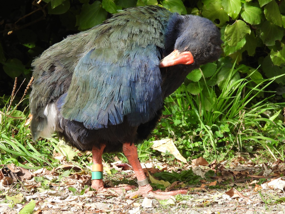 South Island Takahe - L. Burkett