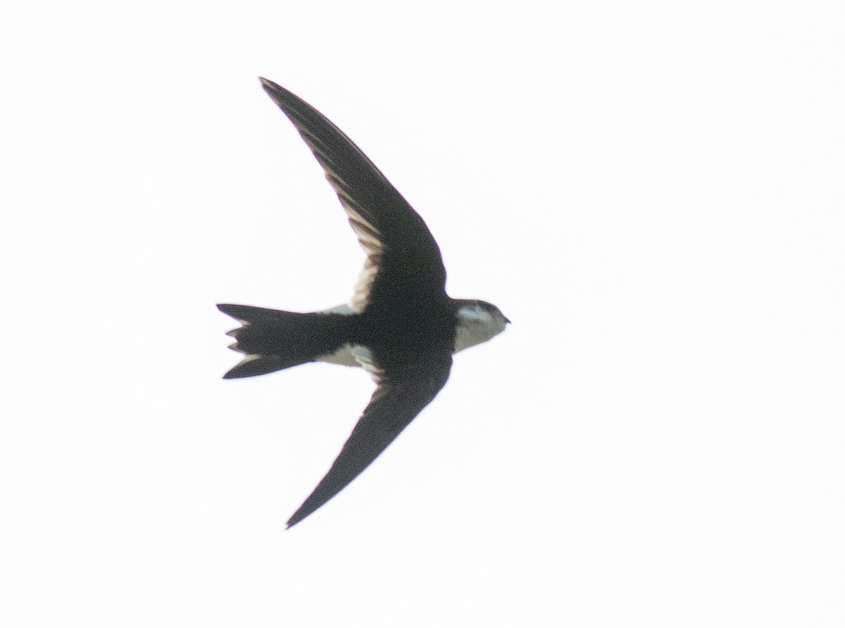 White-throated Swift - ML617702554