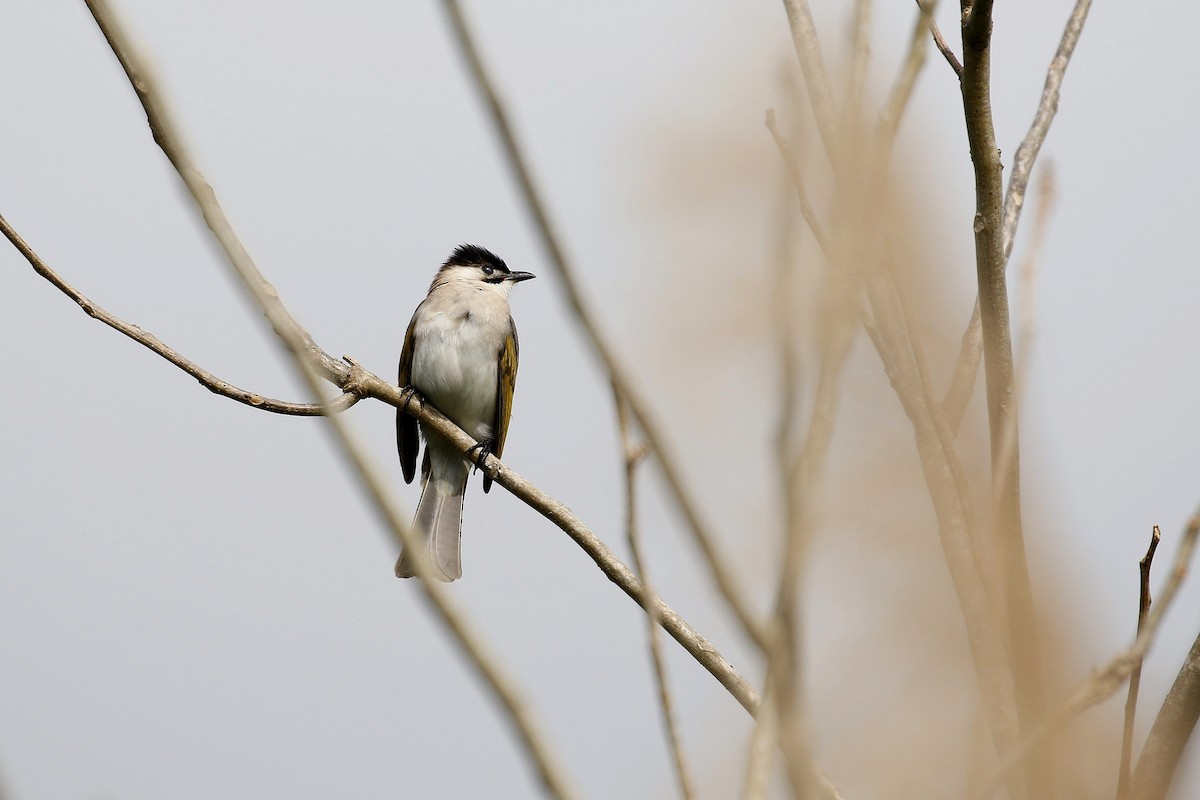 Bulbul de Taïwan - ML617702574