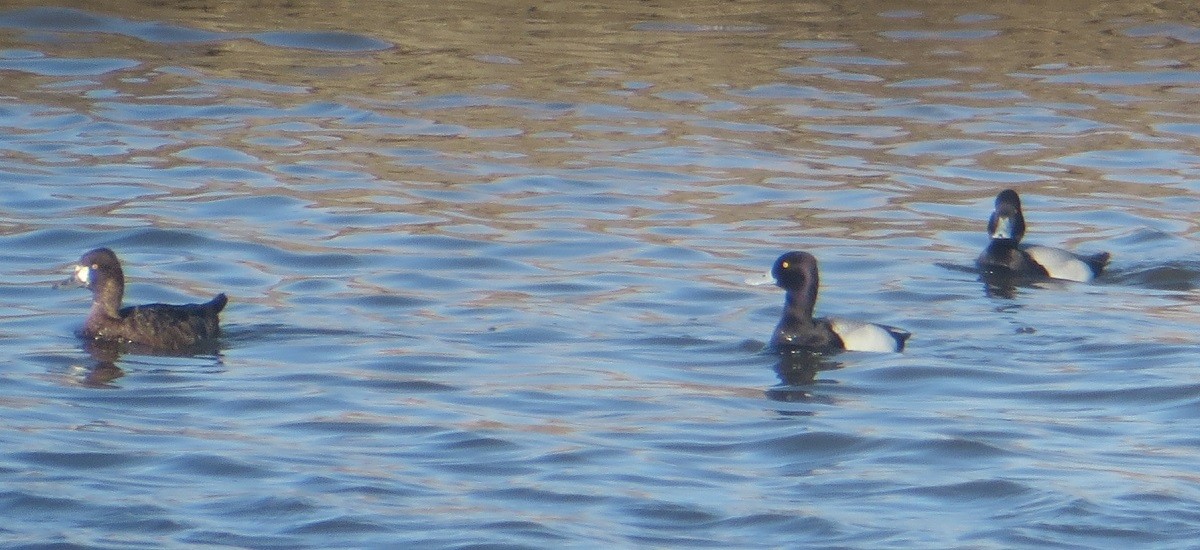 Lesser Scaup - Ian Fallas