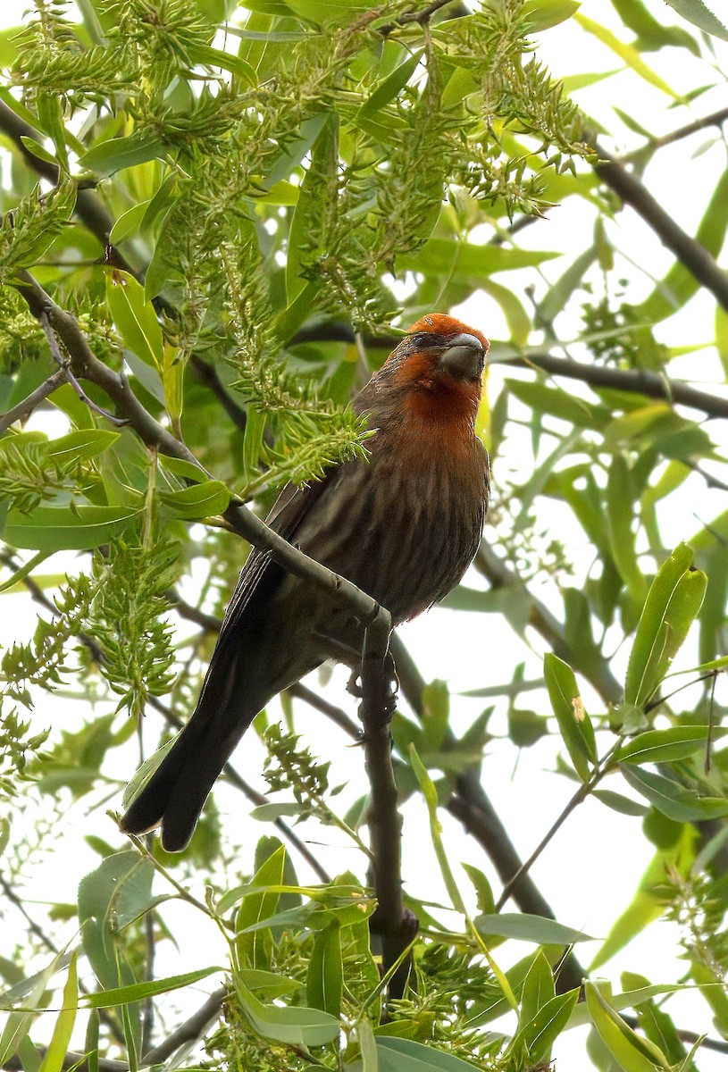 House Finch - ML617702613