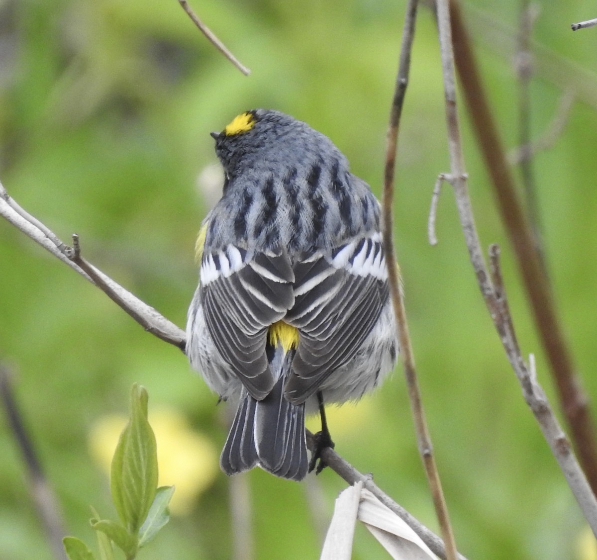 Yellow-rumped Warbler - T C