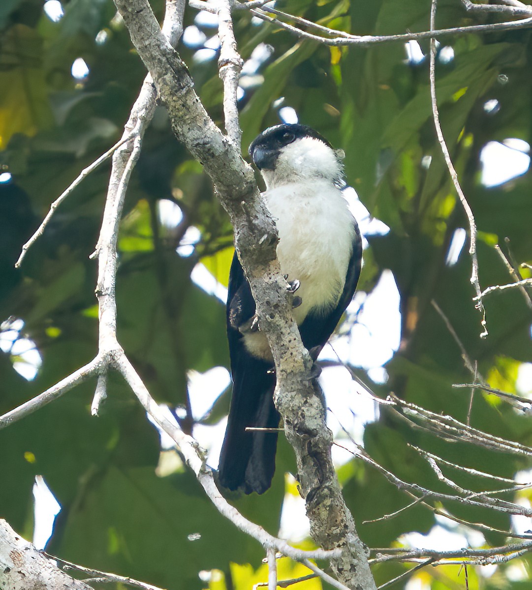 Philippine Falconet - Kevin Pearce